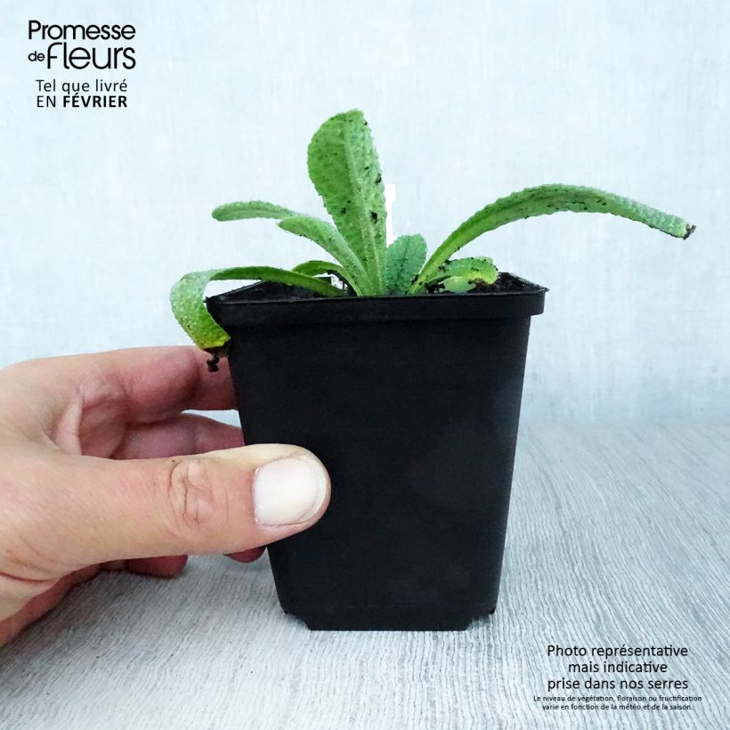 Esimerkki syksyllä toimitetusta Borago pygmaea 8/9 cm taimiruukku-taimesta