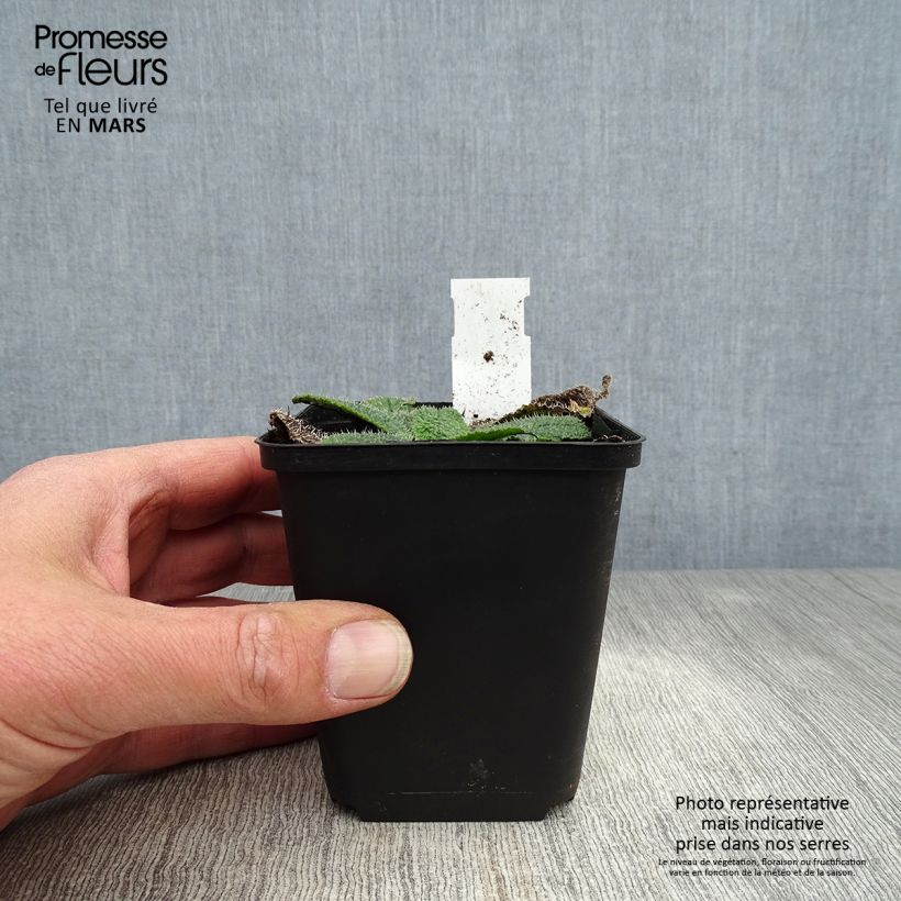 Esimerkki keväällä toimitetusta Borago pygmaea Godet de 8/9 cm-taimesta