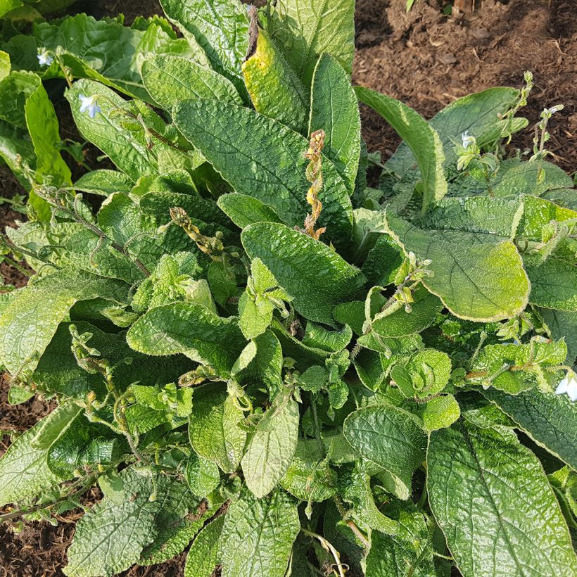 Borago pygmaea (Kasvutapa)