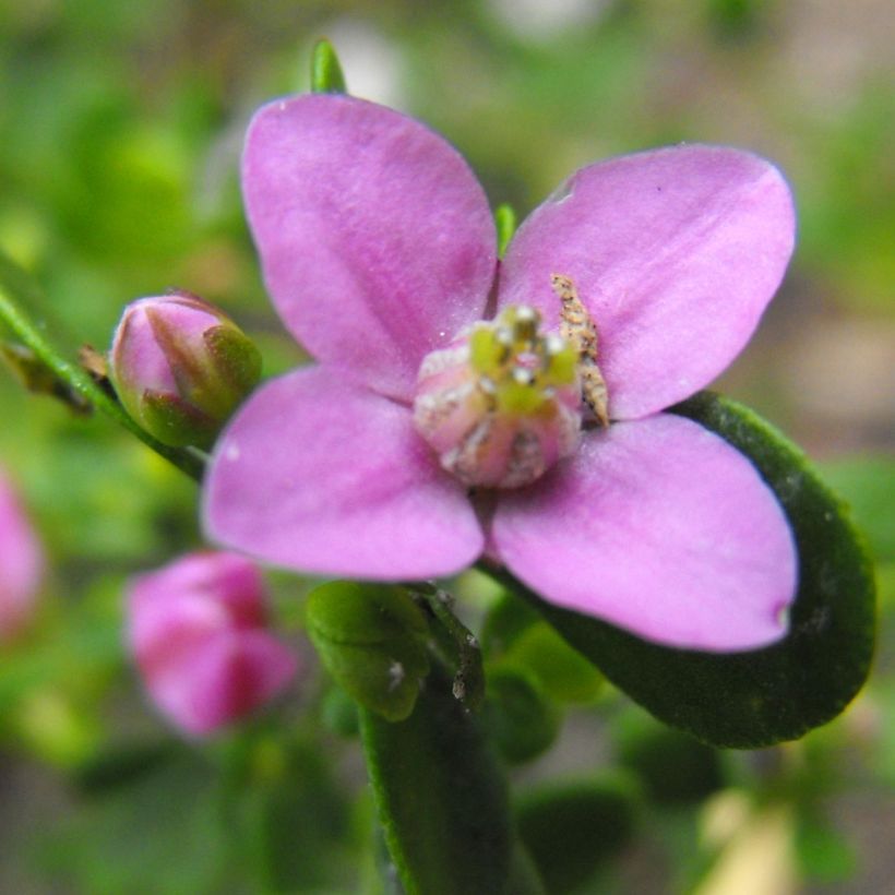 Boronia crenulata Shark Bay (Kukinta)