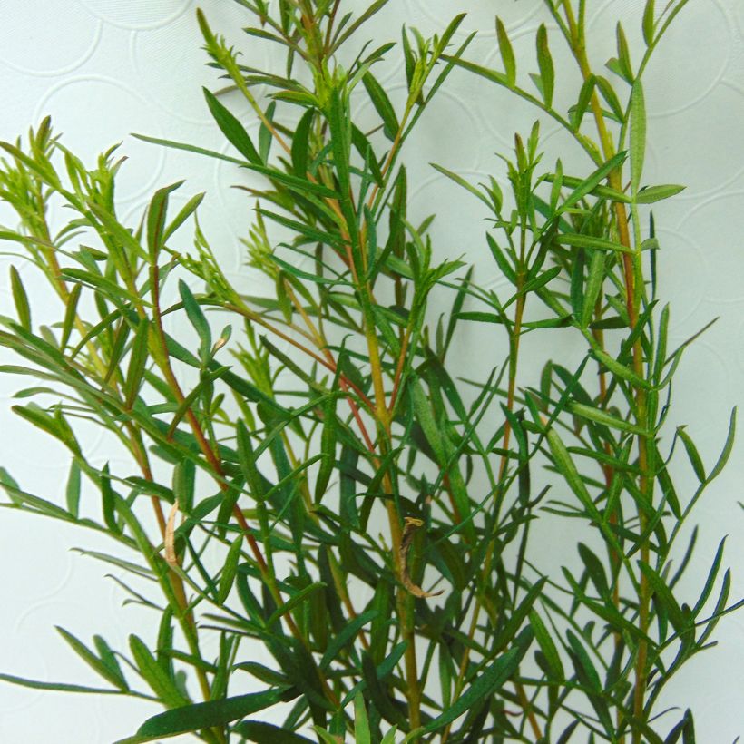 Boronia heterophylla (Lehvistö)