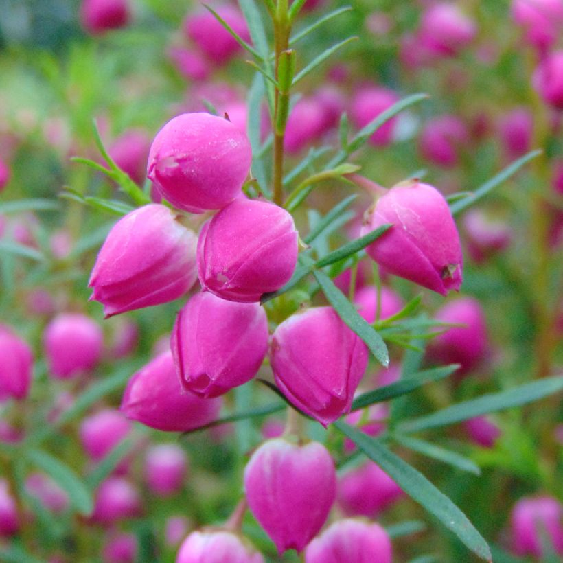 Boronia heterophylla (Kukinta)