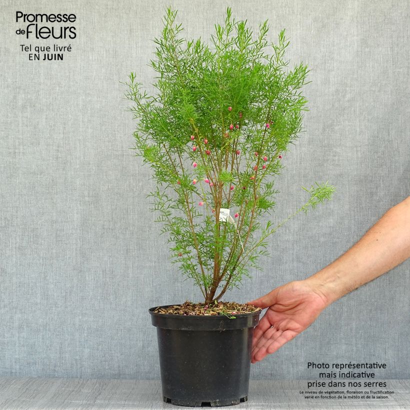 Esimerkki kesällä toimitetusta Boronia heterophylla Pot de 3L/4L-taimesta