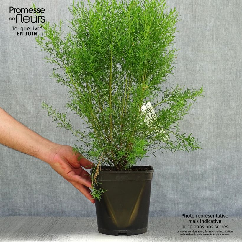 Esimerkki kesällä toimitetusta Boronia heterophylla Ice Charlotte Pot de 4L/5L-taimesta