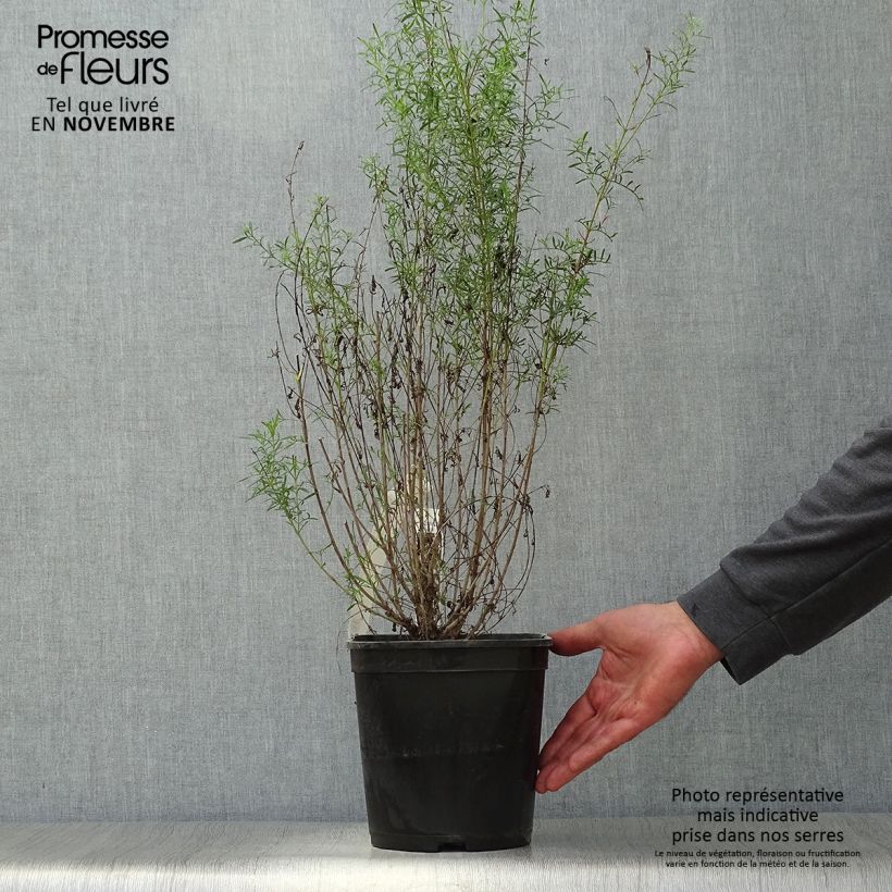 Esimerkki syksyllä toimitetusta Boronia heterophylla Ice Charlotte 4 litran/5 litran ruukku-taimesta