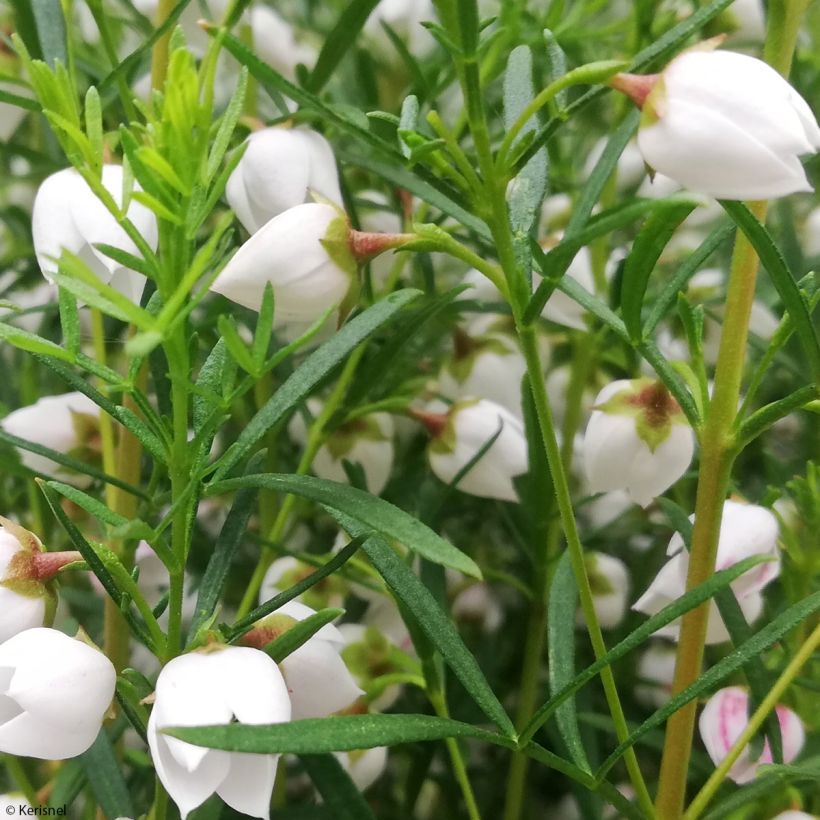 Boronia heterophylla Ice Charlotte (Lehvistö)