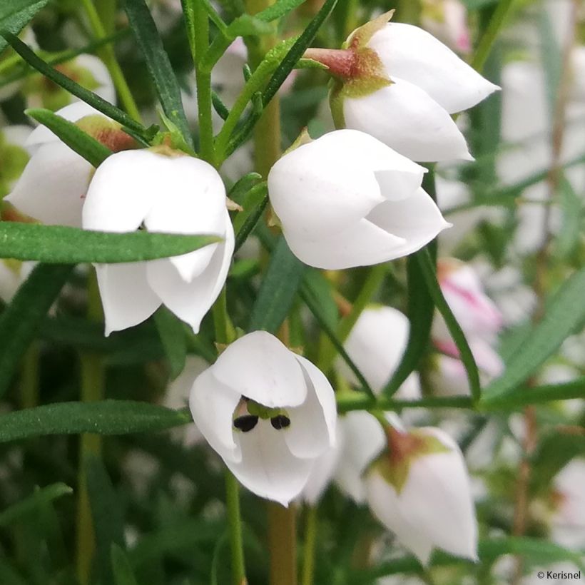 Boronia heterophylla Ice Charlotte (Kukinta)
