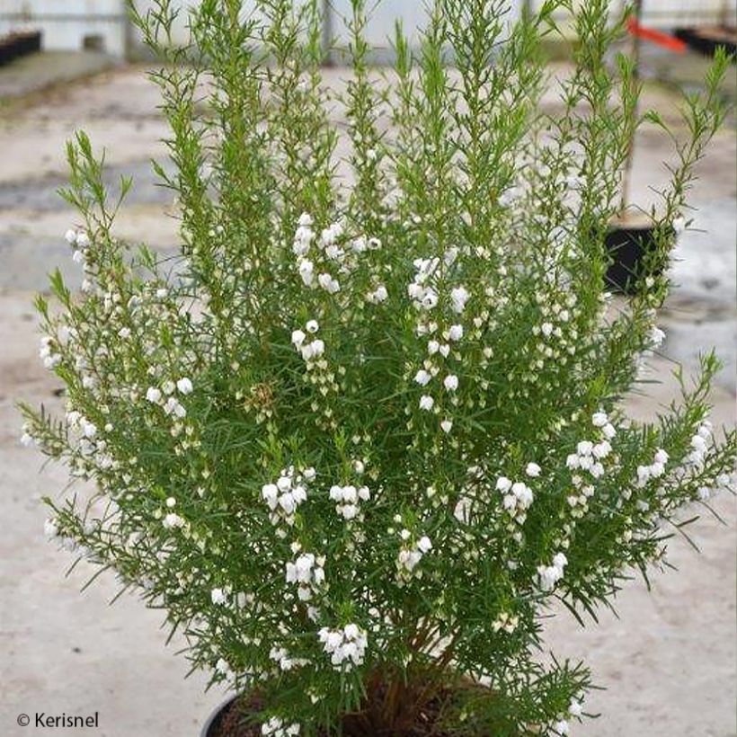 Boronia heterophylla Ice Charlotte (Kasvutapa)
