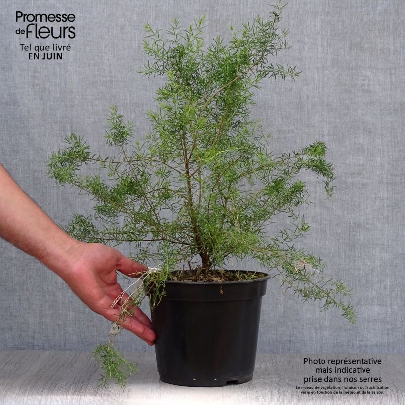 Esimerkki kesällä toimitetusta Boronia megastigma Tui Pot de 4L/5L-taimesta