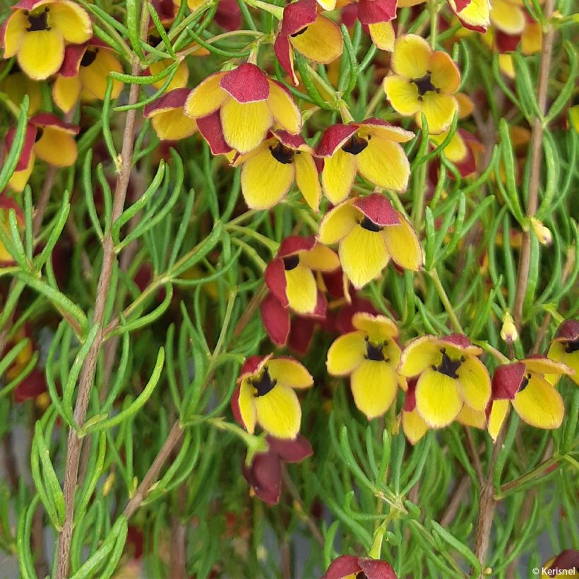 Boronia megastigma Tui (Lehvistö)