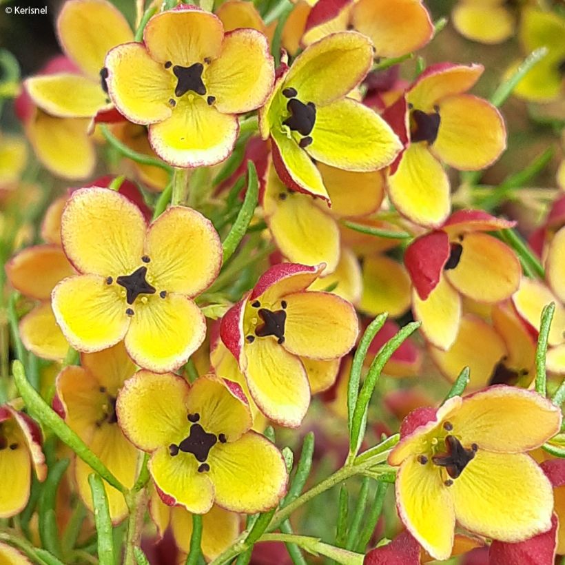 Boronia megastigma Tui (Kukinta)