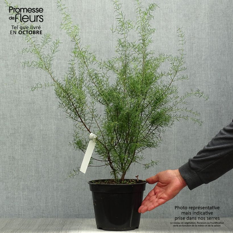 Esimerkki syksyllä toimitetusta Boronia megastigma Tui 4 litran/5 litran ruukku-taimesta