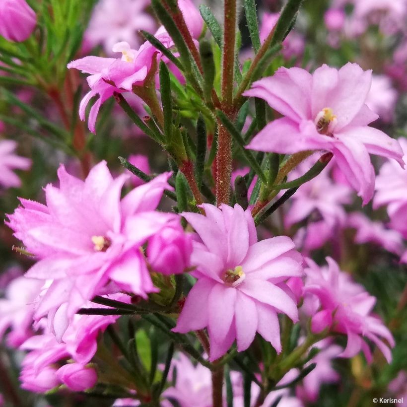 Boronia pilosa Rose Blossom (Kukinta)