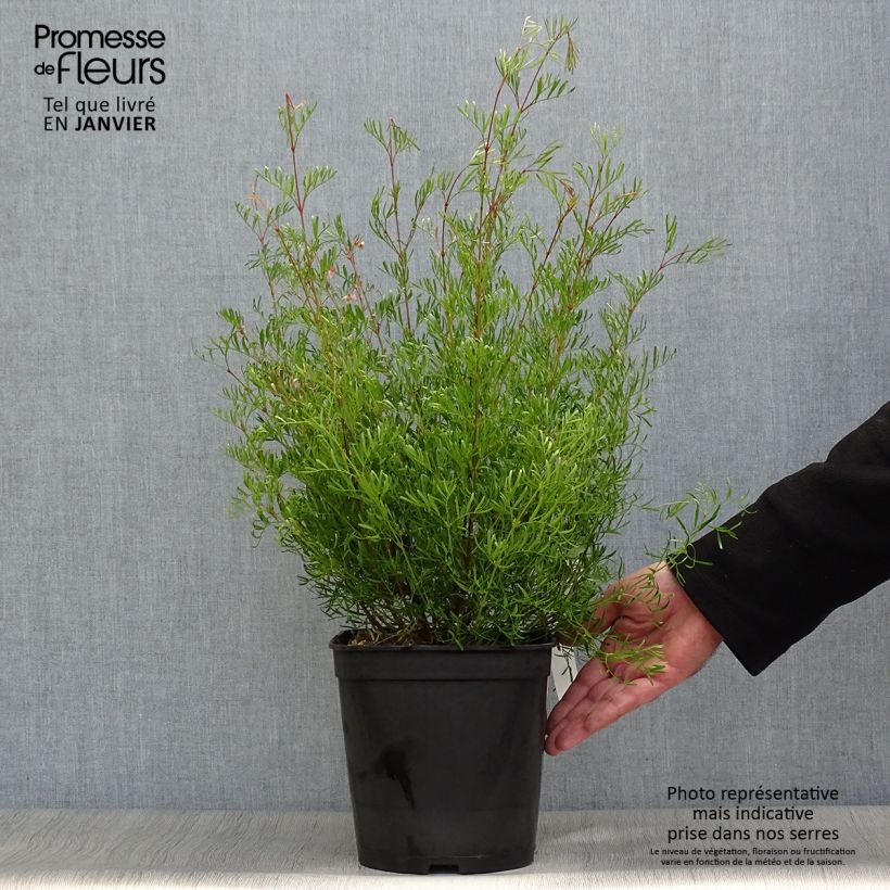 Esimerkki talvella toimitetusta Boronia pinnata var. muelleri 4 litran/5 litran ruukku-taimesta