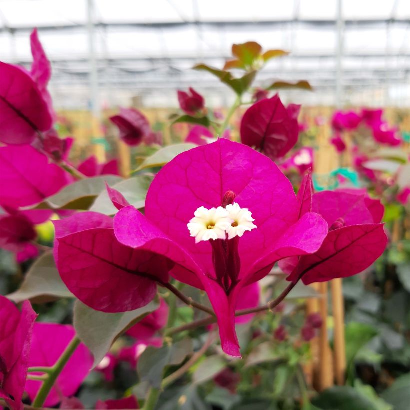 Ihmeköynnös punainen - Bougainvillea spectabilis (Kukinta)