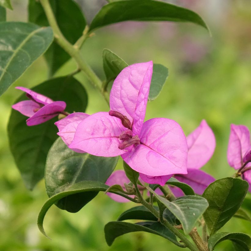 Ihmeköynnös Violet de mèze (Kukinta)