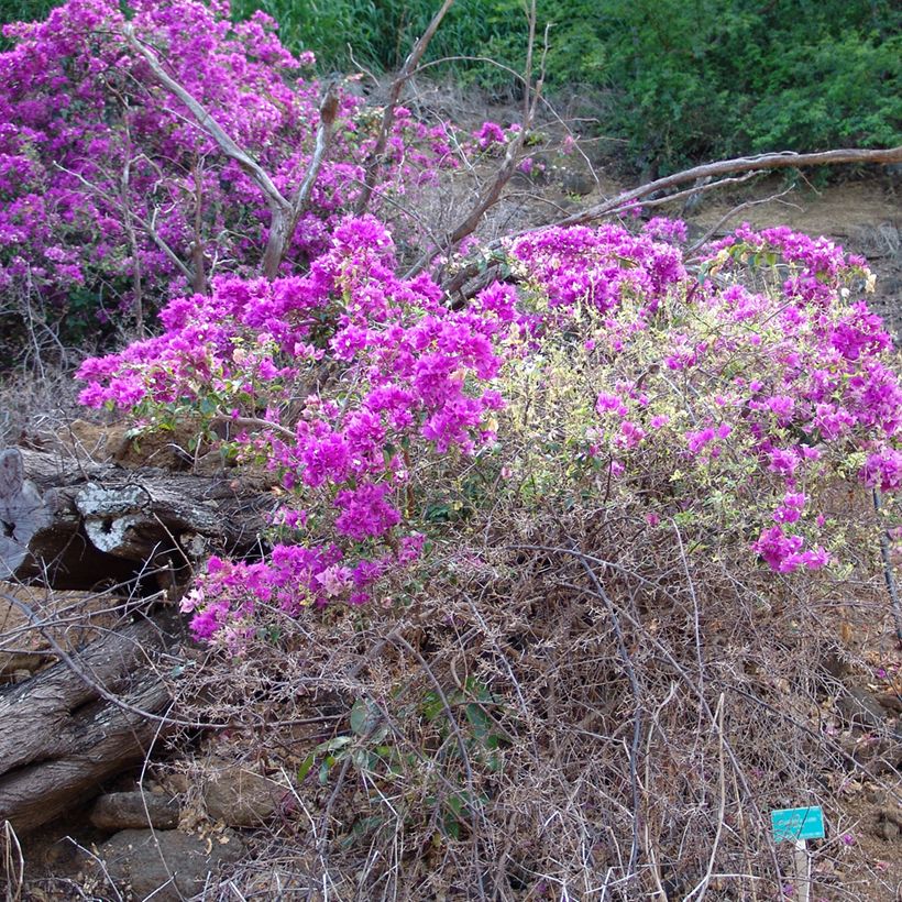 Kaljuihmeköynnös Variegata (Kasvutapa)