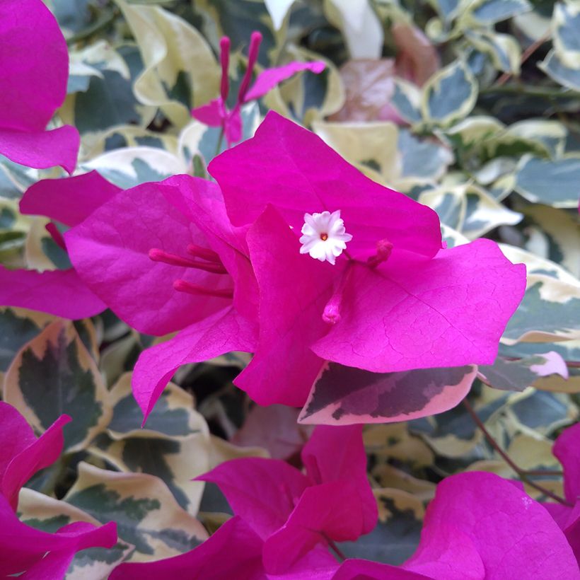 Kaljuihmeköynnös Variegata (Kukinta)