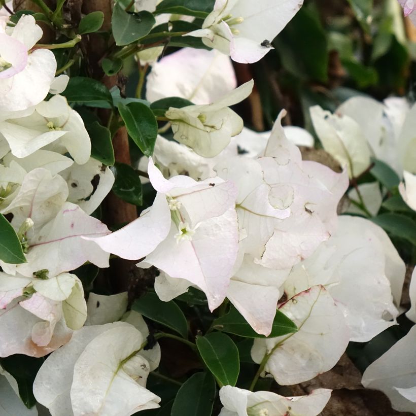 Ihmeköynnös valkoinen - Bougainvillea spectabilis (Kukinta)