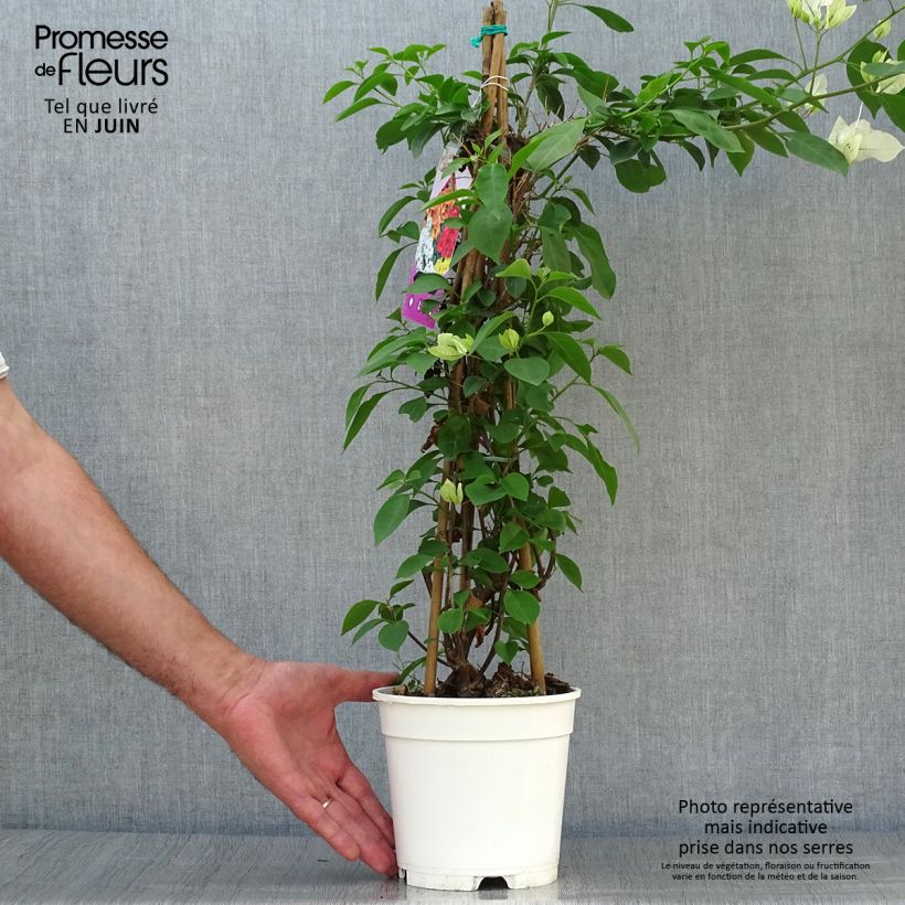 Esimerkki kesällä toimitetusta Ihmeköynnös valko-vaaleanpunainen - Bougainvillea spectabilis Pot de 2L/3L-taimesta