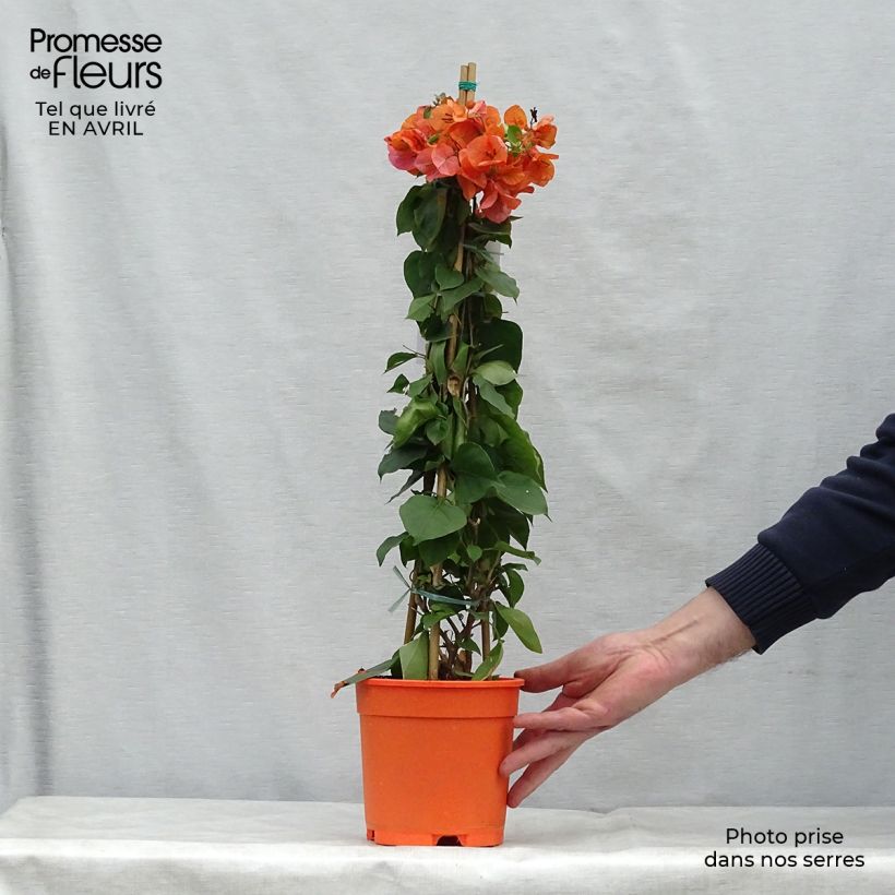 Esimerkki keväällä toimitetusta Ihmeköynnös oranssi - Bougainvillea spectabilis Ruukku 2L / 3L-taimesta