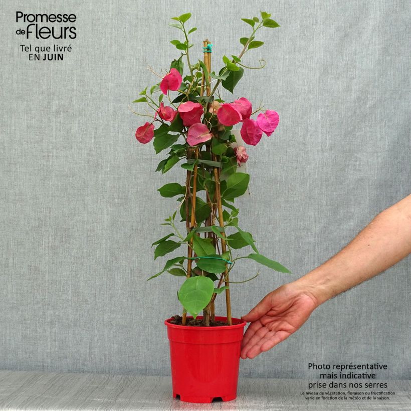 Esimerkki kesällä toimitetusta Ihmeköynnös punainen - Bougainvillea spectabilis Ruukku 2L / 3L-taimesta