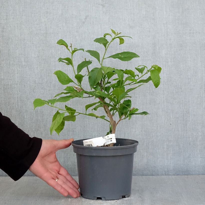 Esimerkki keväällä toimitetusta Ihmeköynnös Violet de mèze Ruukku 3L / 4L-taimesta