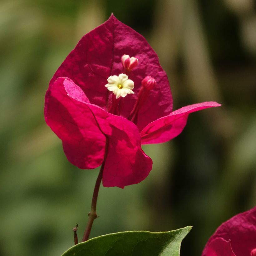 Ihmeköynnös punainen - Bougainvillea spectabilis (Kukinta)