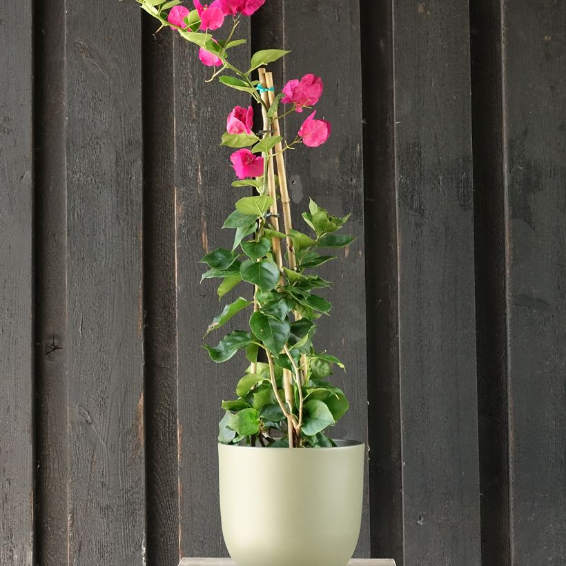 Ihmeköynnös punainen - Bougainvillea spectabilis (Kasvutapa)