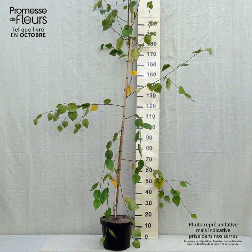 Esimerkki syksyllä toimitetusta Himalajankoivu - Betula utilis var. jacquemontii 4 litran/5 litran ruukku-taimesta