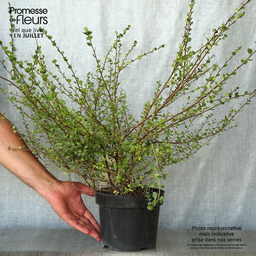Esimerkki kesällä toimitetusta Vaivaiskoivu - Betula nana Pot de 2L/3L-taimesta