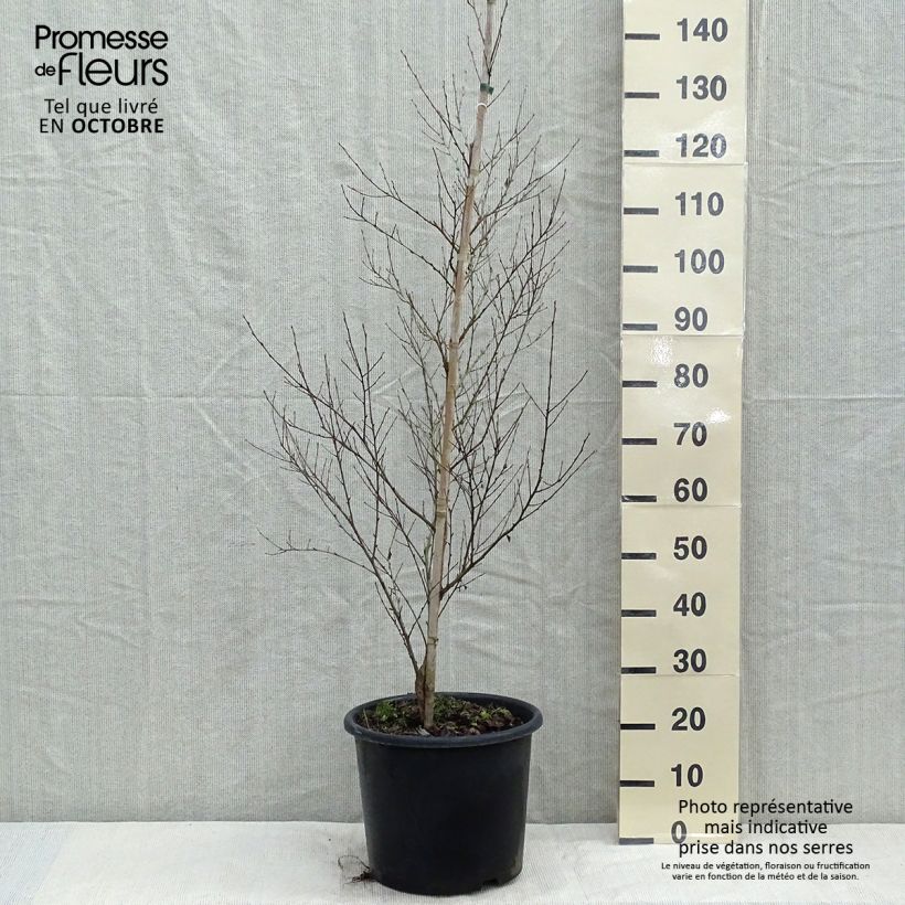 Esimerkki syksyllä toimitetusta Mustakoivu - Betula nigra 12 litran/15 litran ruukku-taimesta