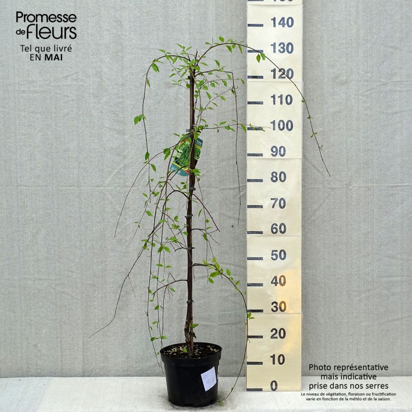 Esimerkki keväällä toimitetusta Mustakoivu Summer Cascade Pot de 7,5L/10L-taimesta
