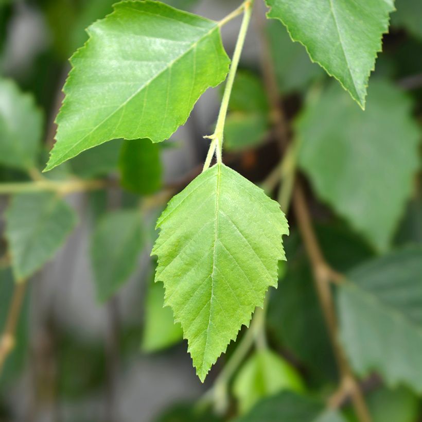 Mustakoivu Summer Cascade (Lehvistö)