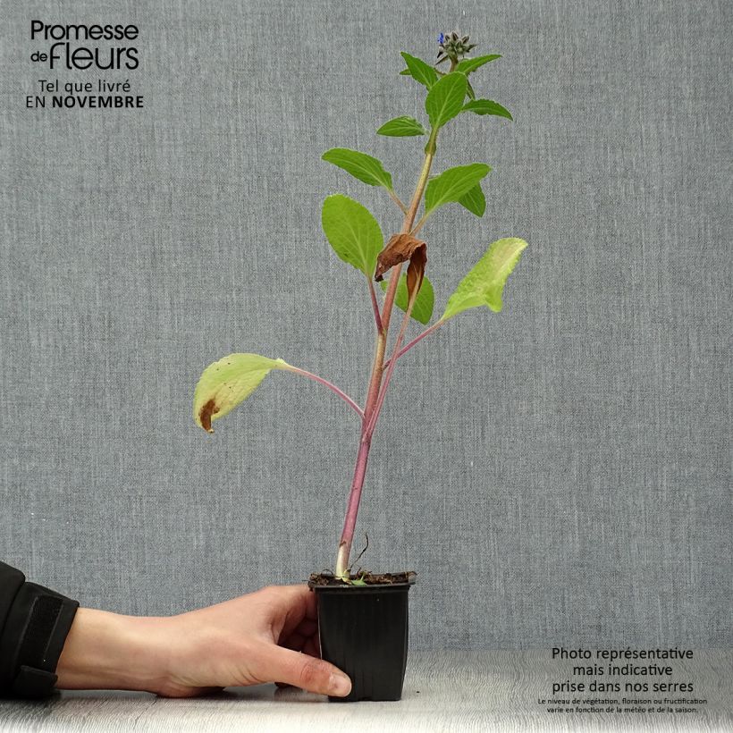 Esimerkki syksyllä toimitetusta Purasruoho luomu - Borago officinalis 7/8 cm taimiruukku-taimesta