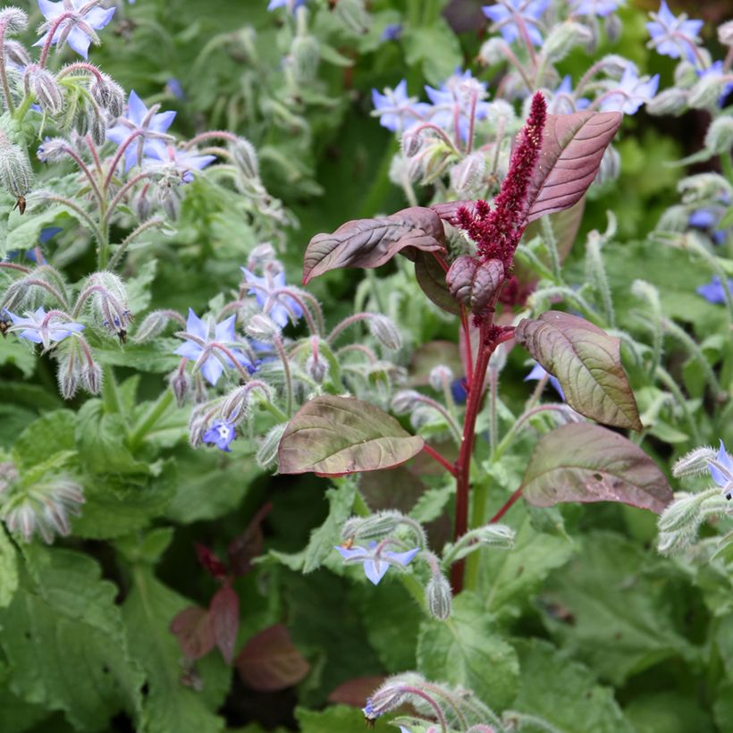 Purasruoho luomu - Borago officinalis (Kasvutapa)