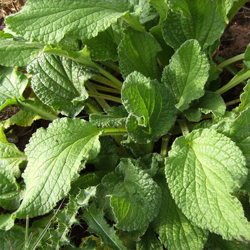 Purasruoho luomu - Borago officinalis (Lehvistö)