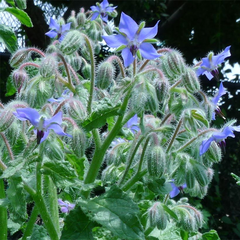 Purasruoho luomu - Borago officinalis (Kukinta)