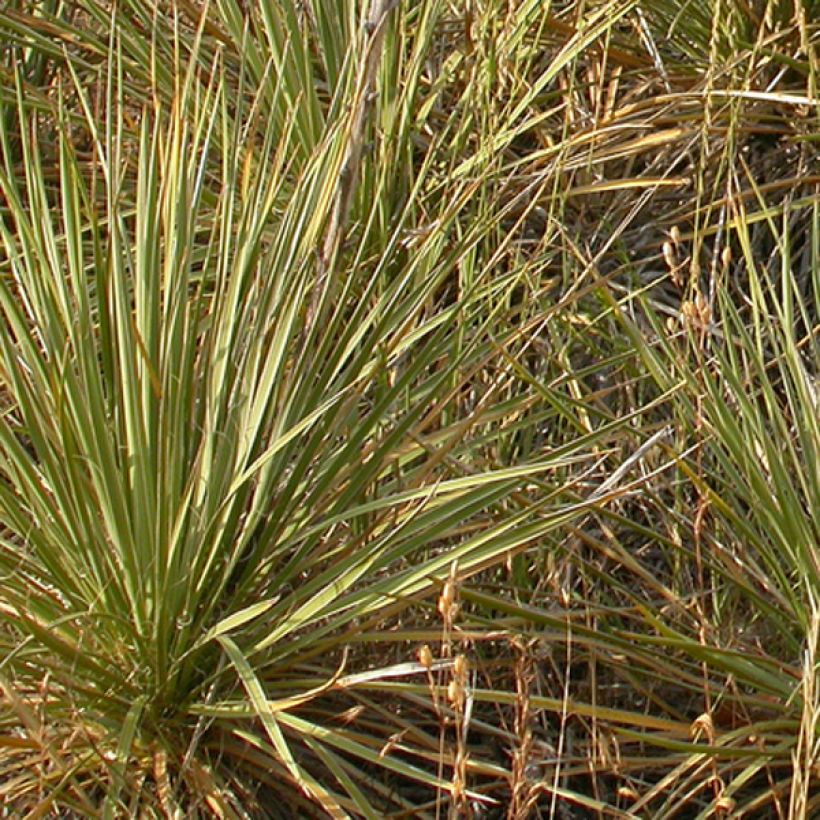 Bouteloua curtipendula (Lehvistö)