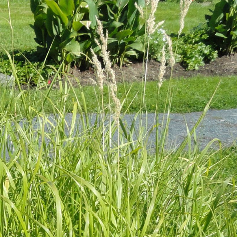 Bouteloua curtipendula (Kukinta)