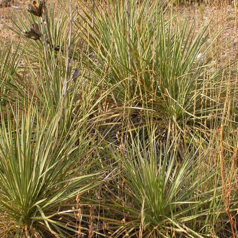 Bouteloua curtipendula (Kasvutapa)