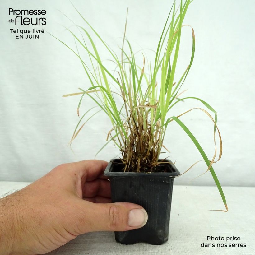 Esimerkki kesällä toimitetusta Bouteloua curtipendula Godet de 8/9 cm-taimesta