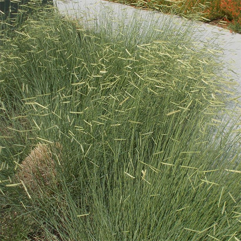 Mesquiteheinä - Bouteloua gracilis (Kasvutapa)