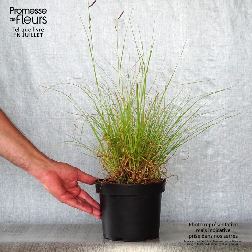 Esimerkki kesällä toimitetusta Mesquiteheinä - Bouteloua gracilis Ruukku 1,5L / 2L-taimesta