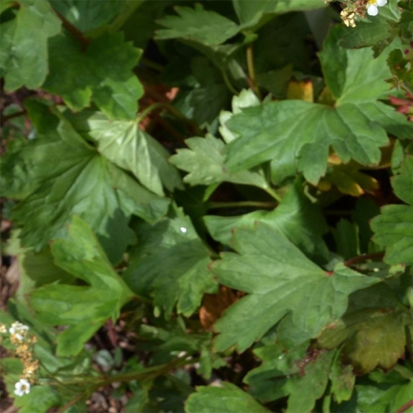 Boykinia major (Lehvistö)