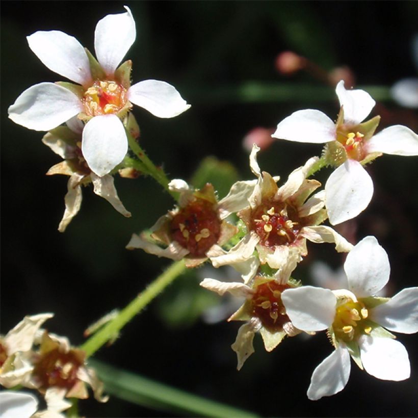 Boykinia major (Kukinta)