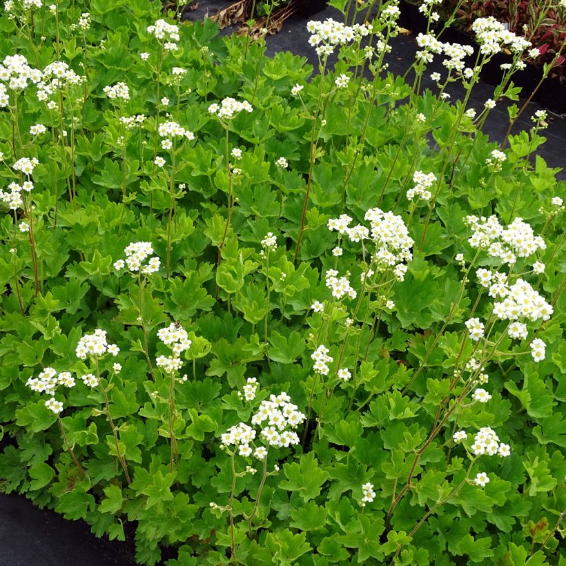 Boykinia major (Kasvutapa)