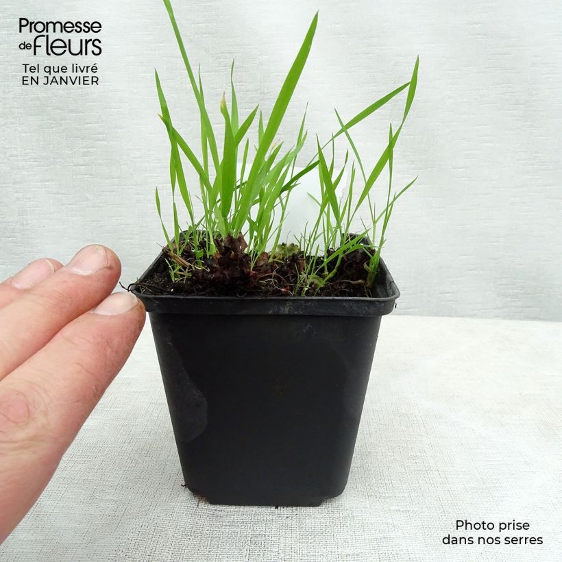 Esimerkki talvella toimitetusta Boykinia major Godet de 8/9 cm-taimesta