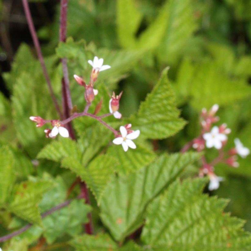 Boykinia occidentalis (Lehvistö)