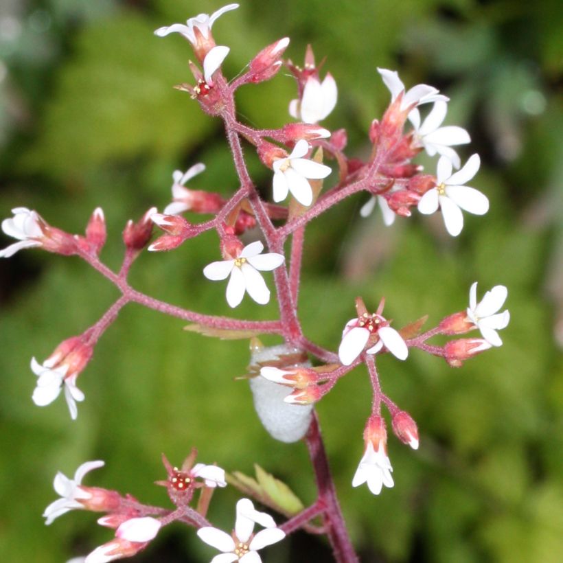 Boykinia occidentalis (Kukinta)